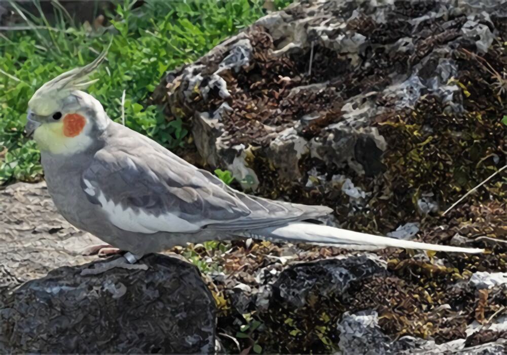 鸡尾鹦鹉身份信息