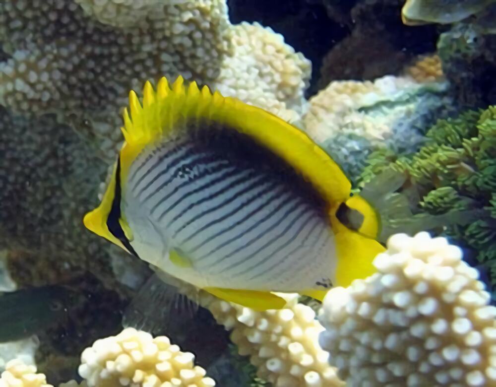 黑背蝴蝶鱼身份信息