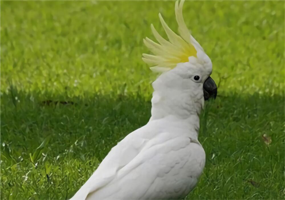 葵花凤头鹦鹉身份信息