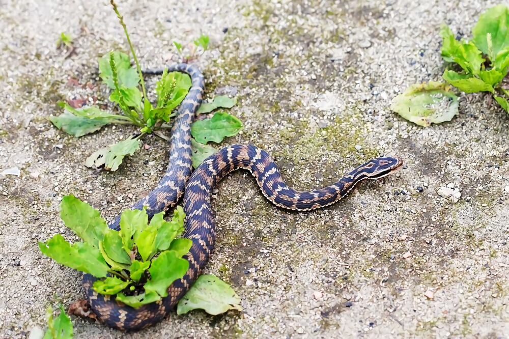 白眉蝮身份信息