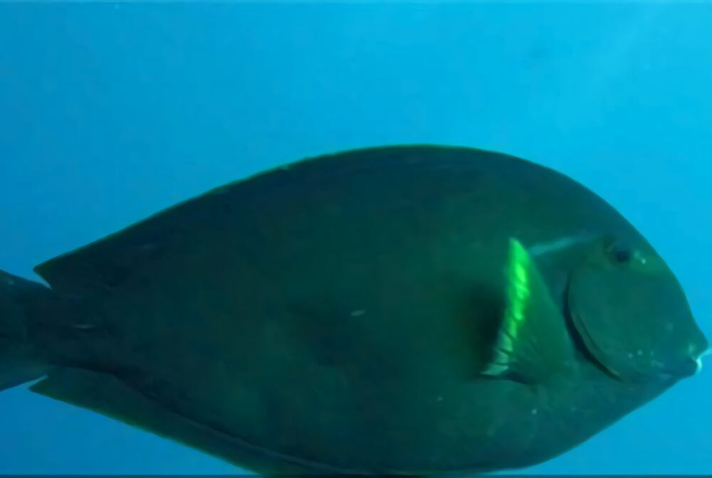 白鳍黑吊身份信息