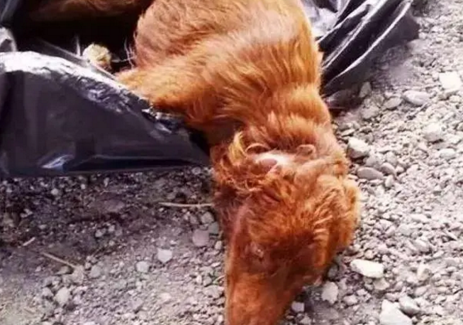 气愤!有人为了弃养狗,竟将狗狗丢入垃圾袋中,被发现后不久离去