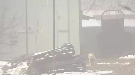 小狗将食材分到流浪犬,还让流浪犬睡在狗狗的窝里,它却躺在外边留宿