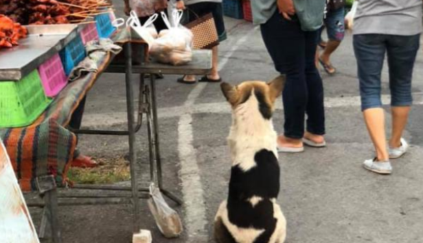 集市上的怀孕流浪狗,大着肚子四处觅食,获救后好心人带它去绝育
