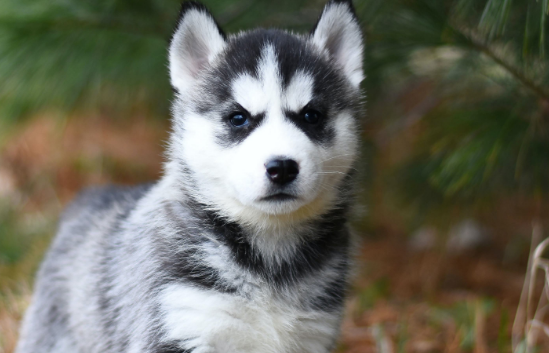 哈士奇不愧是狗界网红,总是能给人带来惊喜?从没让人失望过!