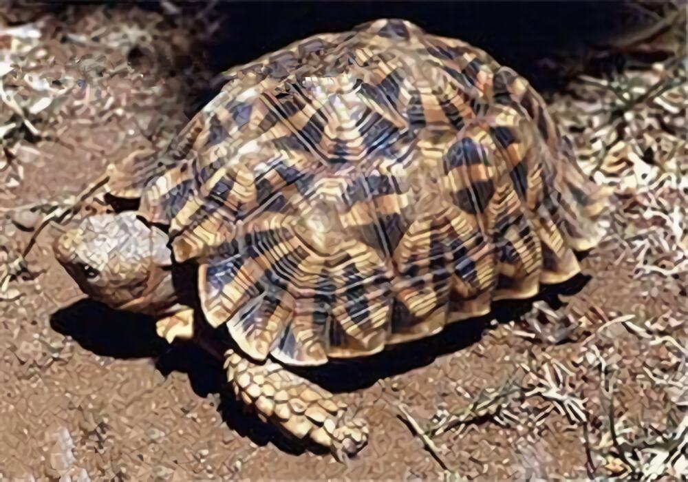 几何陆龟身份信息