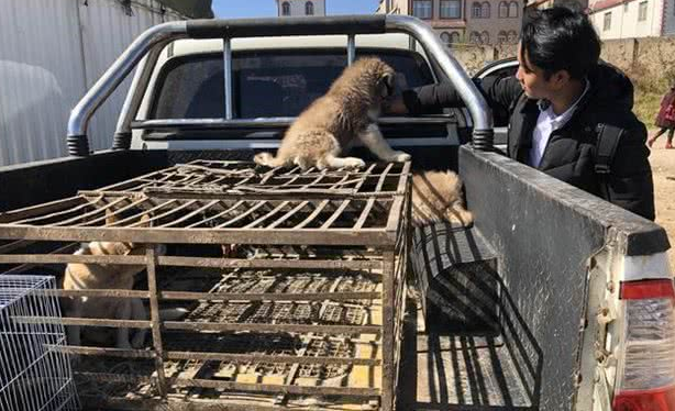 犬市:在成犬区域展示的哈士奇幼犬,比大狗更引人注目!