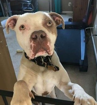 比特犬被主人绑树上虐待 幸得志工和警察帮助获得解救