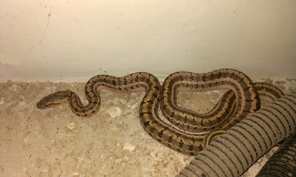 白条锦蛇身份信息