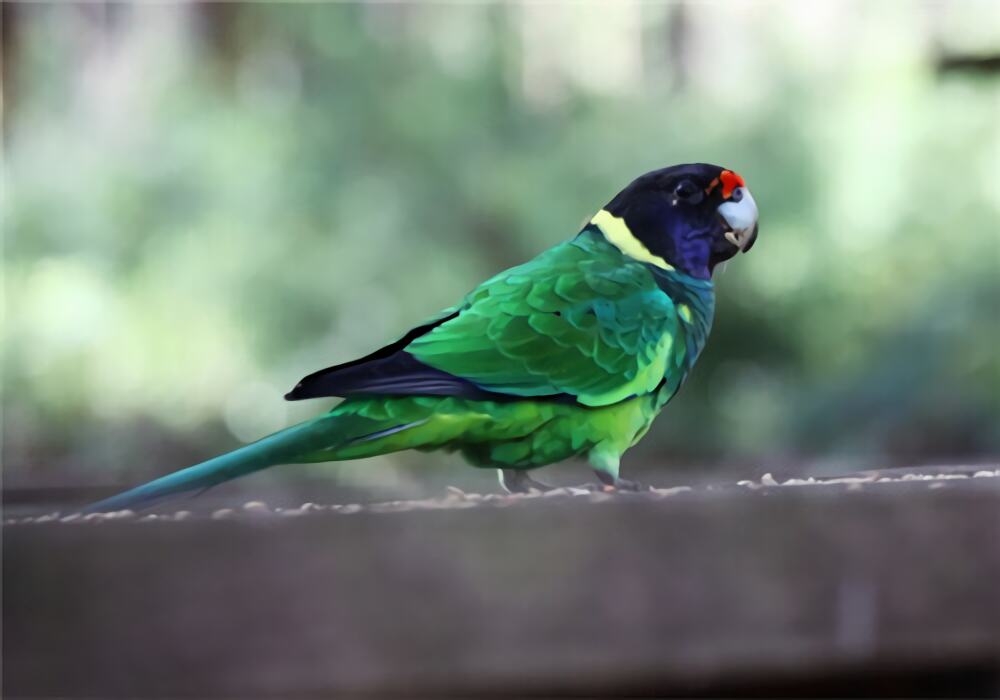 环颈鹦鹉身份信息