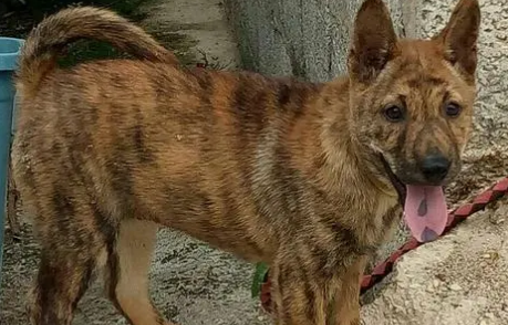 没人要的田园虎斑犬被领养到国外,一段时间后,它竟然成了一个小明星!