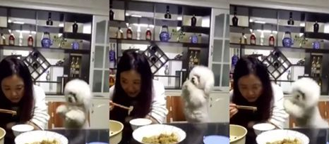 比熊犬卖萌没人理 怒推主人肩膀洩愤