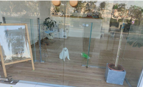 海口一宠物狗寄养期间死亡,狗主人索赔5万元 店家:刚出院就送来宠物店