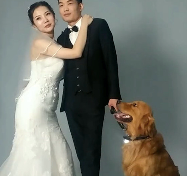 主人带金毛一起拍婚纱照,它却不愿配合:考虑过我单身狗的感受吗