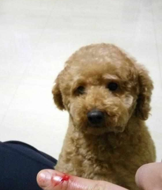 当心!泰迪犬出现这5个情况,证明它根本不把你放在眼里!