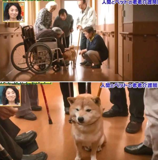 狗狗和主人都换上了老年痴呆 多年后的重逢 还会认得彼此吗?