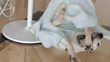 女子给狗子买衣服买大了,狗子走路一直摔跤。狗:衣服咬人啦!!