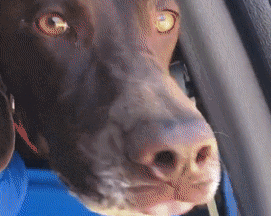 看到主人在游戏里撸狗，狗子气炸直接开骂，这是连电子醋都吃？