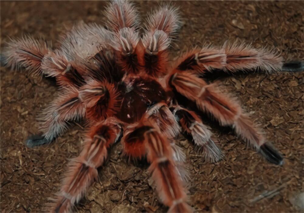 智利火玫瑰身份信息