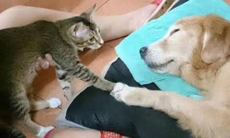 14岁黄金猎犬离世前 喵星人妹妹伸手告别