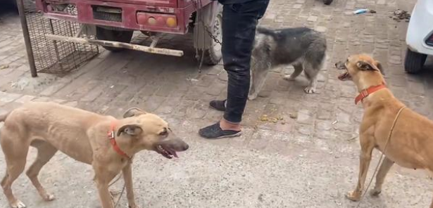 为了卖狗，小伙让它们咬二哈