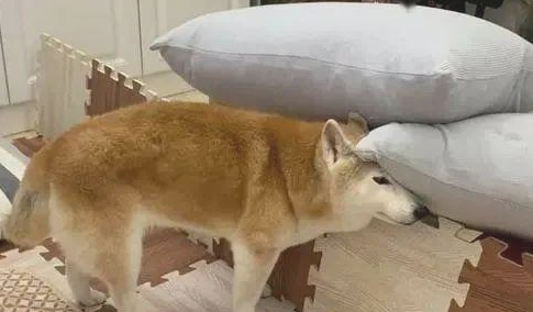 16岁柴犬失智,去到每一角落里都会各种各样卡......大哭求助!