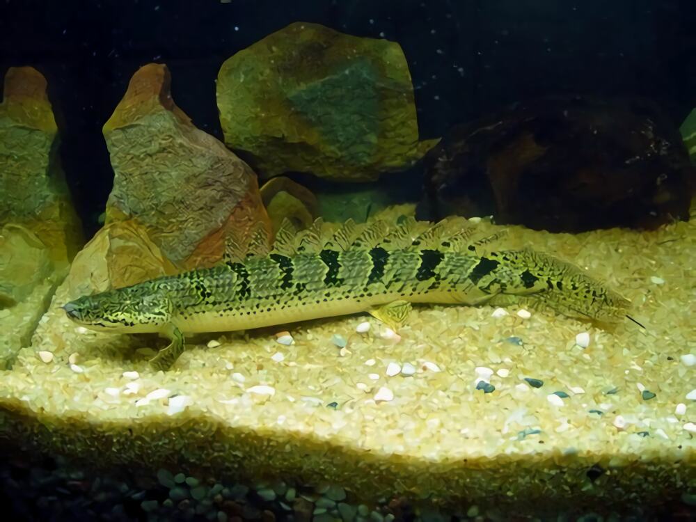 戴氏多鳍鱼身份信息