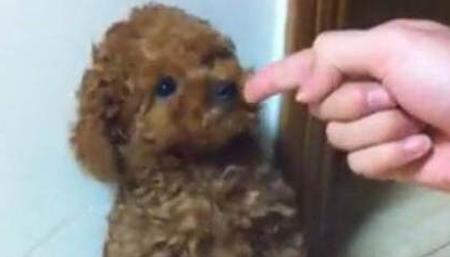 严肃认真主人训炼狗狗站起,当小泰迪伸直小身子骨的情况下,小表情会亮