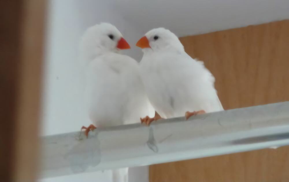 白文鸟身份信息