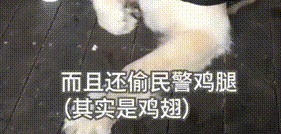 冒充警犬混入警局,还顺带偷吃了鸡腿,金毛最终被“抓”了