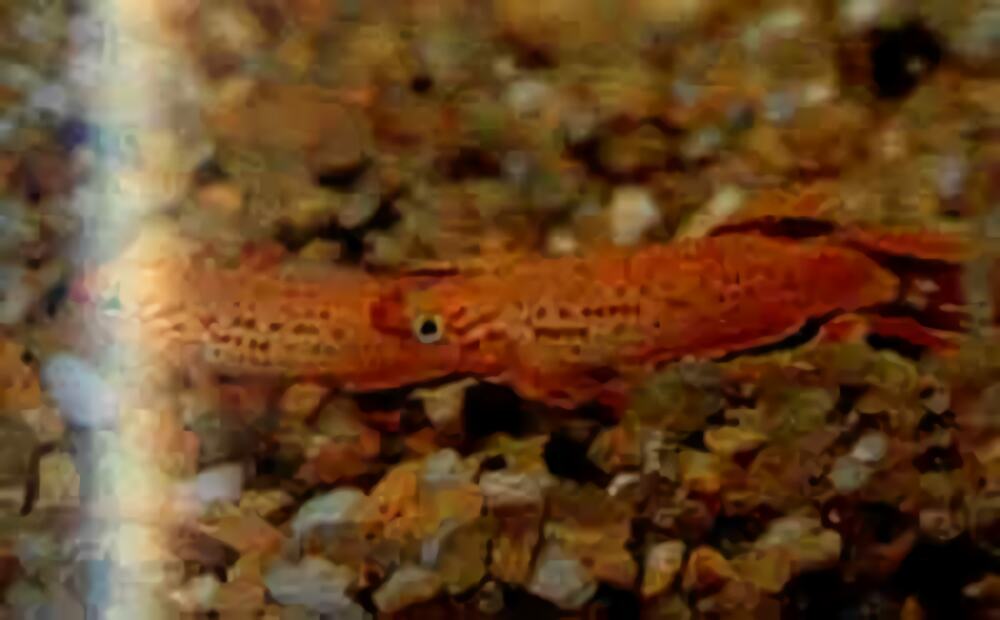 五彩琴尾鱼身份信息