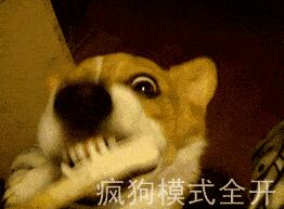 注意!铲屎官别忽视了,这都是狗狗得“狂犬病”的征兆