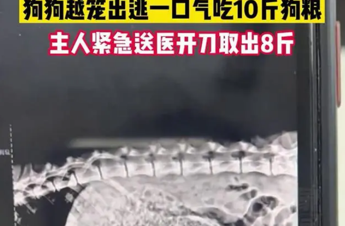 狗狗越笼出逃,一口气偷吃10斤狗粮,主人紧急送医开刀取出8斤