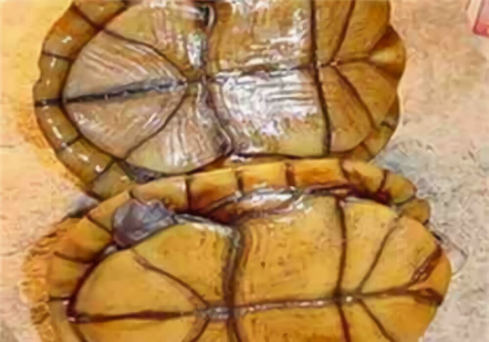 褶皱泥龟身份信息