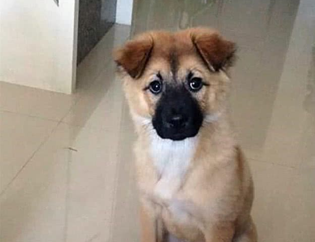 外国男子请中国兽医帮忙剪犬毛发,成果让他觉得太刺激了!