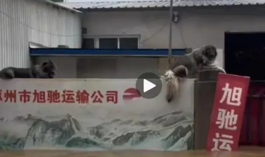 大狗洪水中仍看家,救援人员无法靠近,只好留下食物和水离开