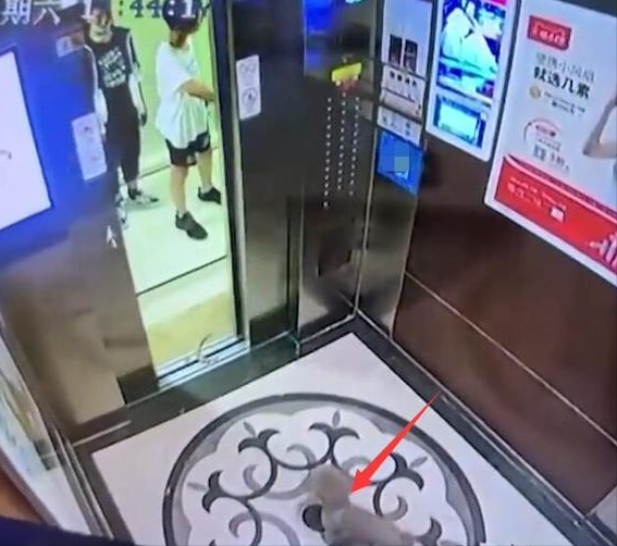粗心!男子牵狗欲乘电梯,等同伴时门关闭,狗被夹吊电梯内狂挣扎