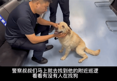 捡了个狗子,意外帮它找了份公务员工作,网友酸了:可以捡我吗?