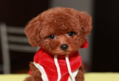 刚买的泰迪犬不见了 抱狗人送还失主