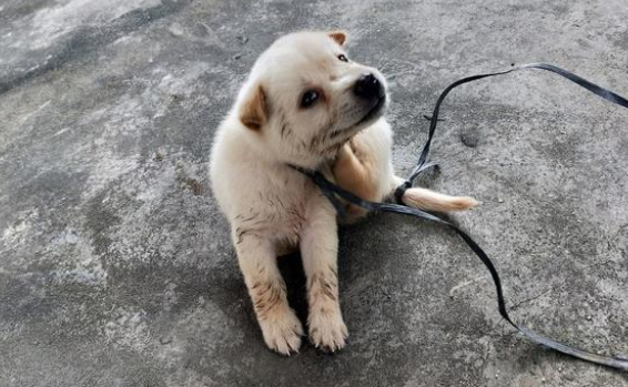 独自游荡在大街上的小奶狗，小男孩看见后放心不下