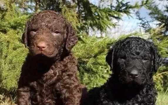 美国境内,斗犬比特已经过时,一种羊头狗身的猛犬,已成第一猛犬
