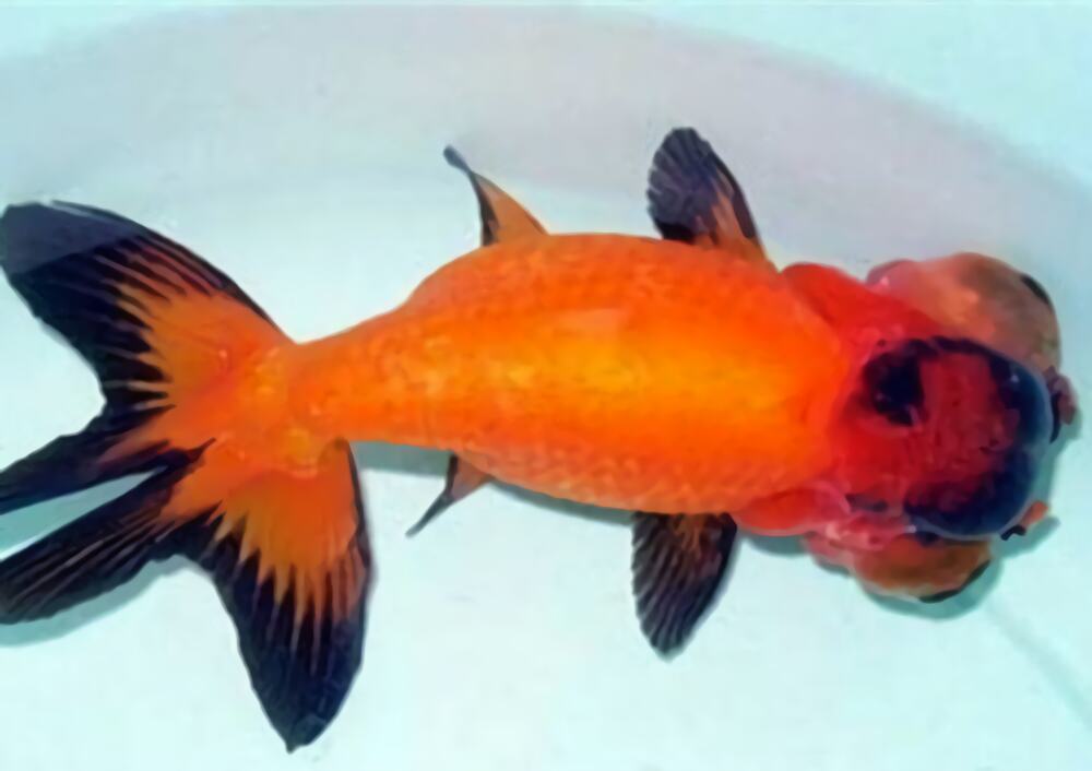 铁包金文鱼球身份信息