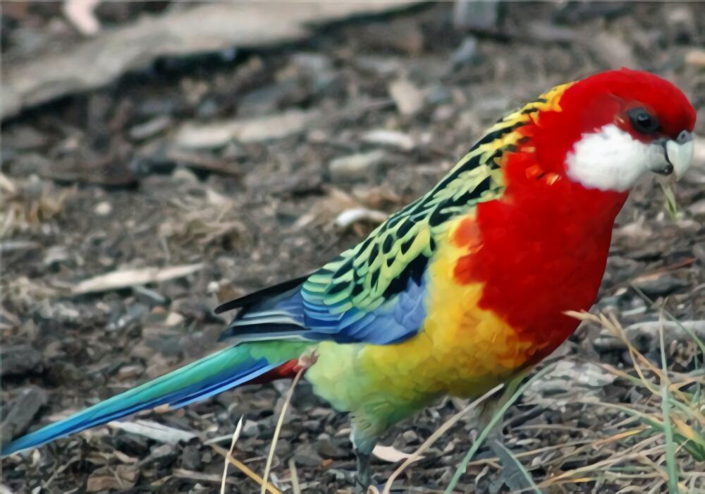 东玫瑰鹦鹉身份信息