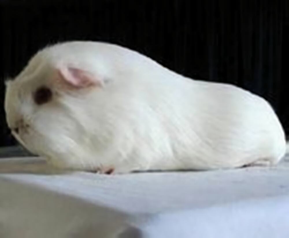 白色黑眼天竺鼠身份信息