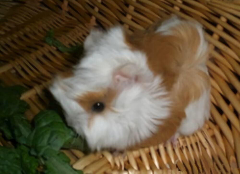 秘鲁缎毛天竺鼠身份信息