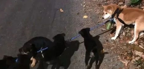 柴犬散步途中,被一群小黑狗围攻,结果它的反应笑喷了……