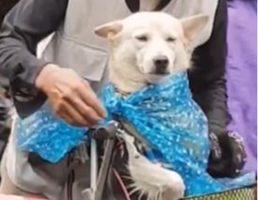 突然下雨了,老爷爷给狗狗戴帽子,老爷爷:可不能淋湿了!