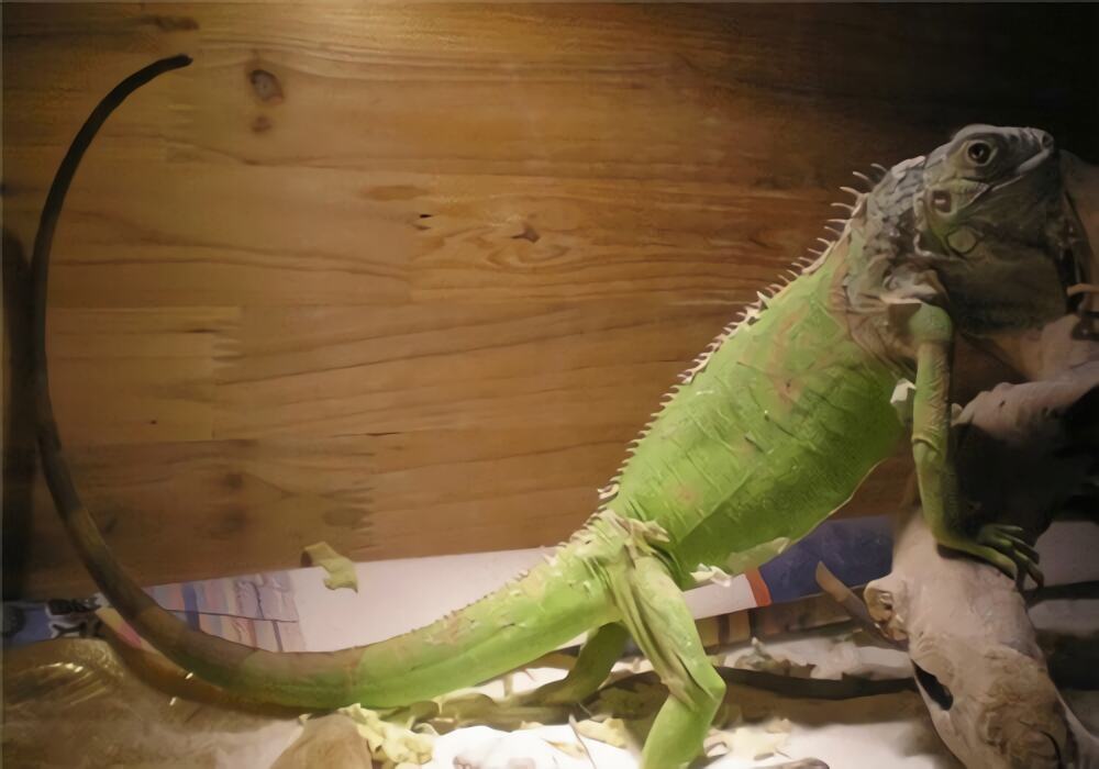 绿鬣蜥身份信息