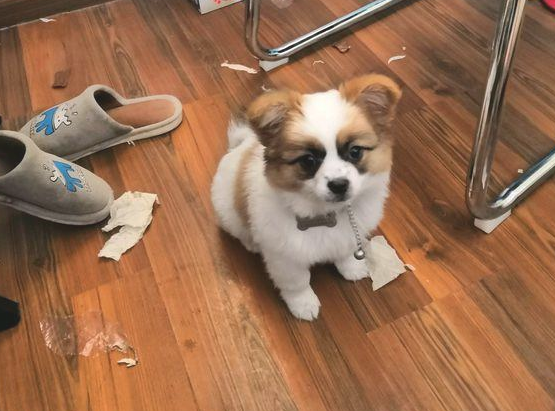 流浪犬蹲在店前等候好心人喂养,女生给点吃的后小家伙就寸步不离