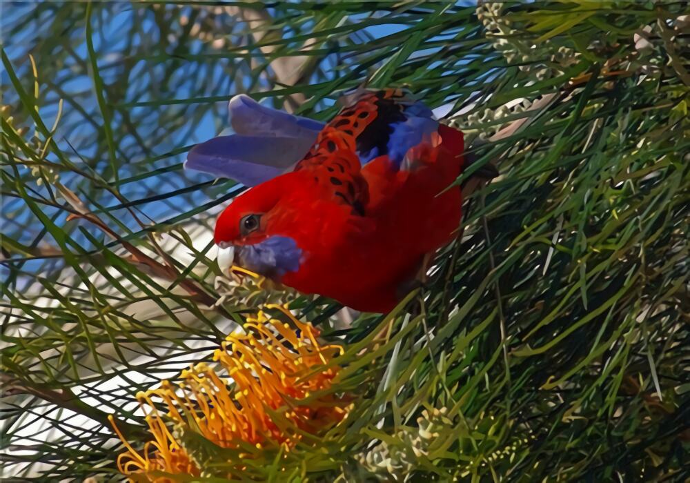 深红玫瑰鹦鹉身份信息